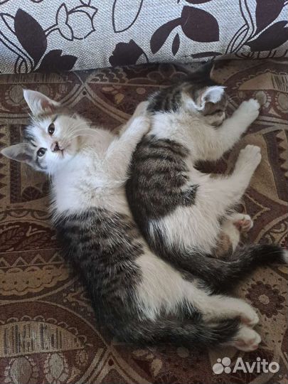 Отдам в добрые руки