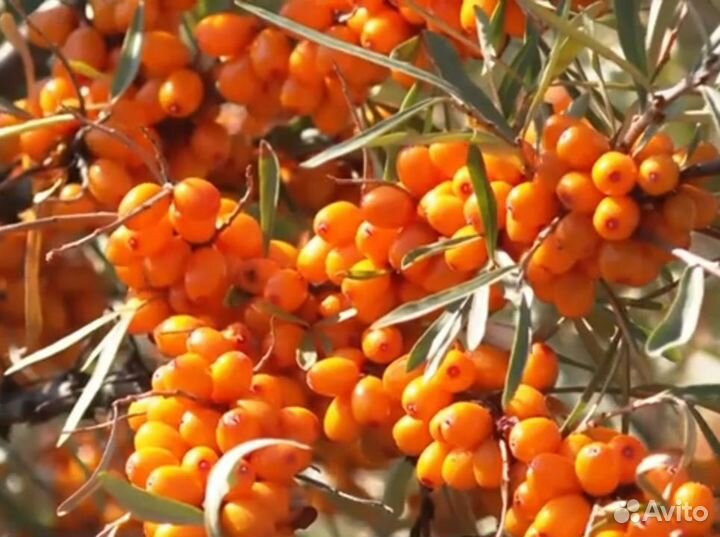 Саженцы облепихи сортовой