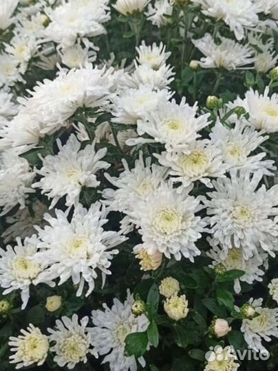 Хризантема мультифлора