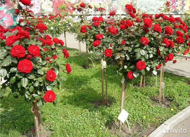 Саженцы роз на штамбе