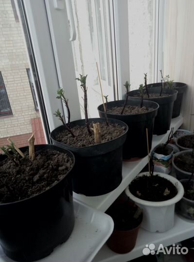 Клубни георгинов