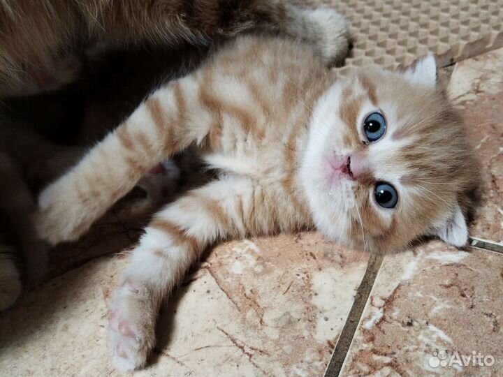 Котята в добрые руки 1 месяц