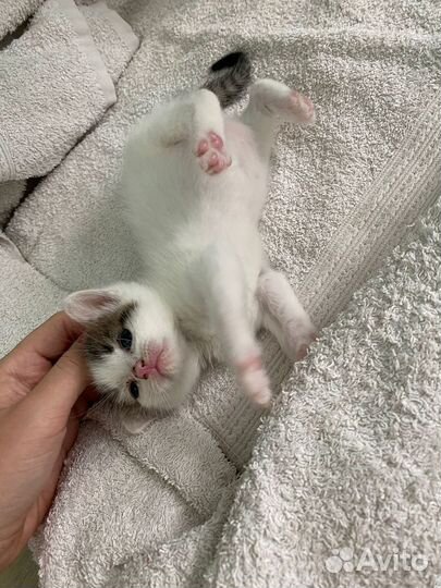 Котенок, мальчик в добрые и ответственные руки