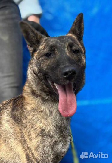 Собака в добрые руки из приюта