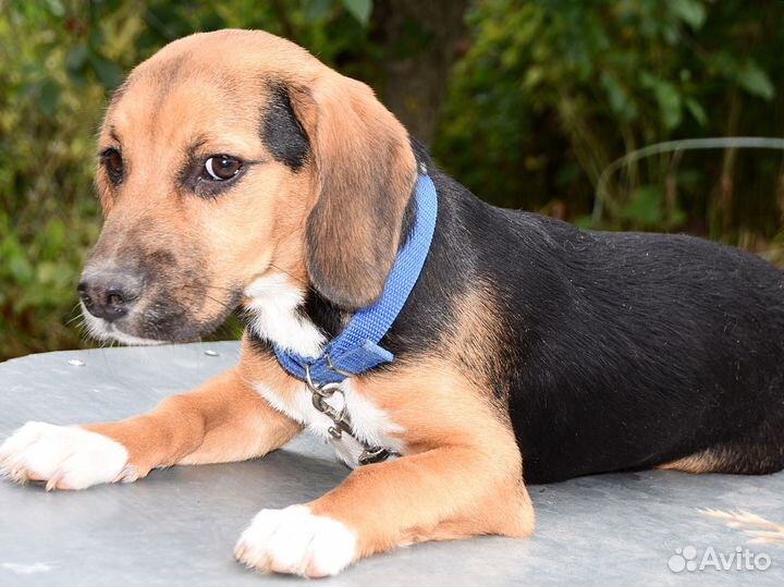 Щенок в добрые руки