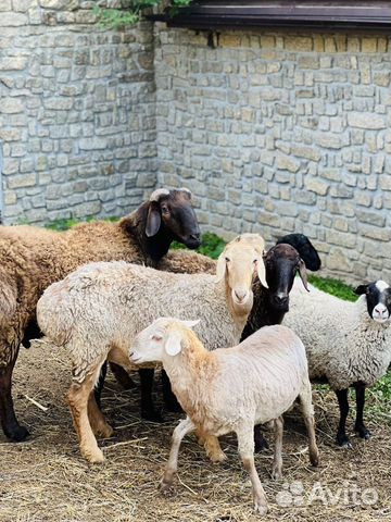 Гисарские овцы