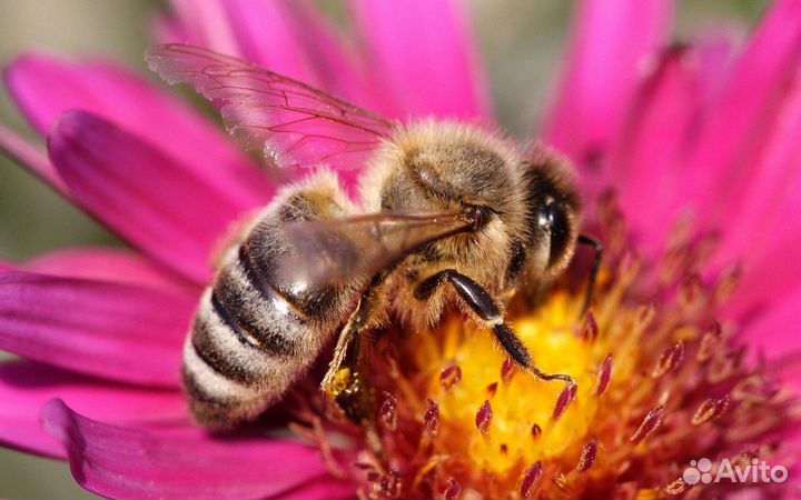 Продам пчел