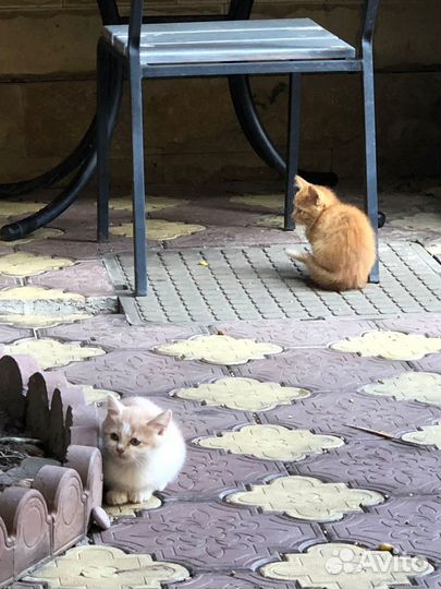 Котята ищут дом