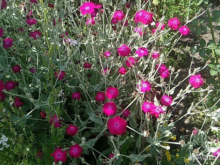 Кусты ромашки