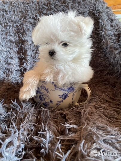 Щенки мальтезе мини