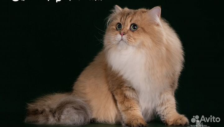 Вязка/продажа Шотландский прямоухий кот