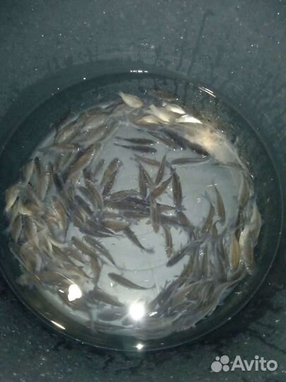 Живец карасик