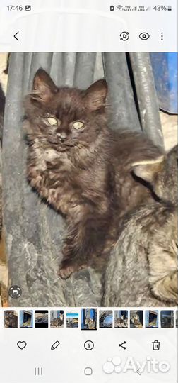 Котенок 2мес. Брюс черно-коричневый пуховик лесной