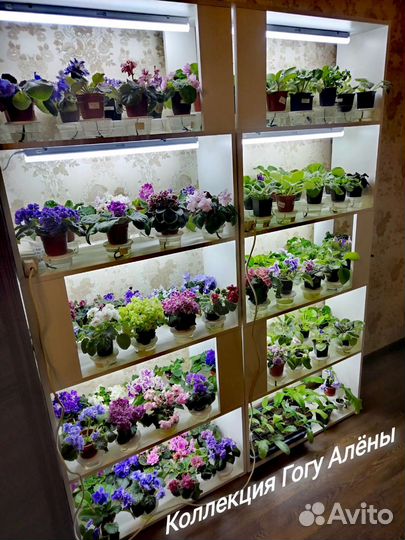 Сортовые фиалки