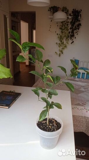 Маранта Керховена и Мандарин