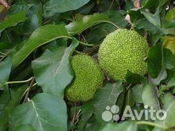 Саженцы Маклюра азимина гинура мирт стевия гинкго