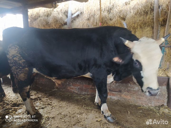 Быки на мясо или на племя