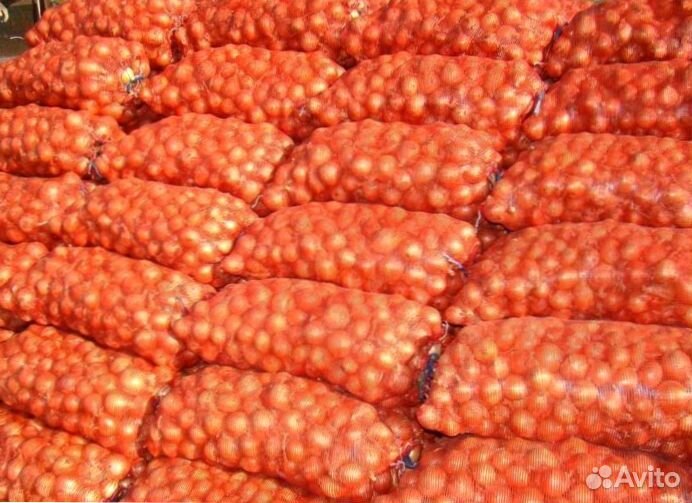 Лук репчатый опт