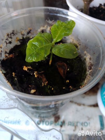 Кроссандра волнистолистная тропик жёлтая с горшк