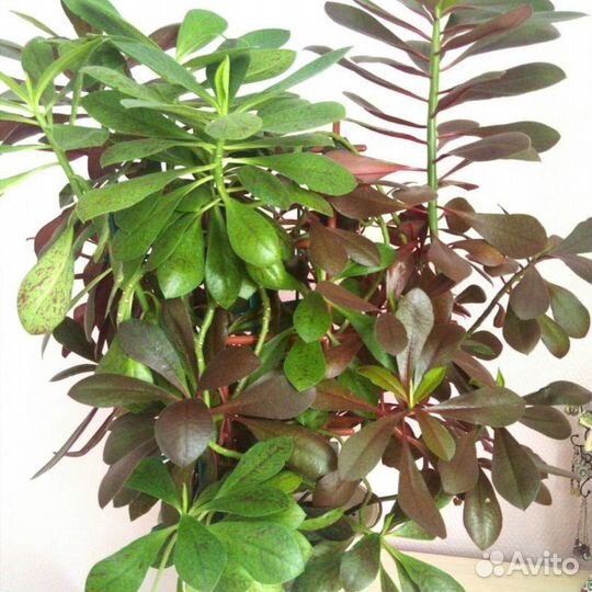 Синадениум