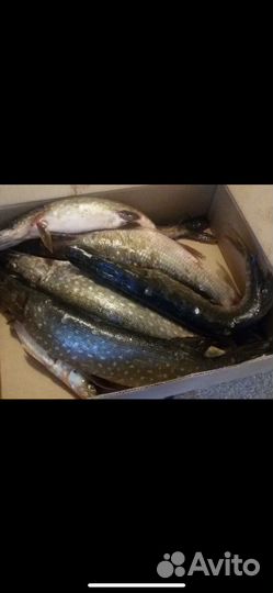 Кружки рыболовные на хищника