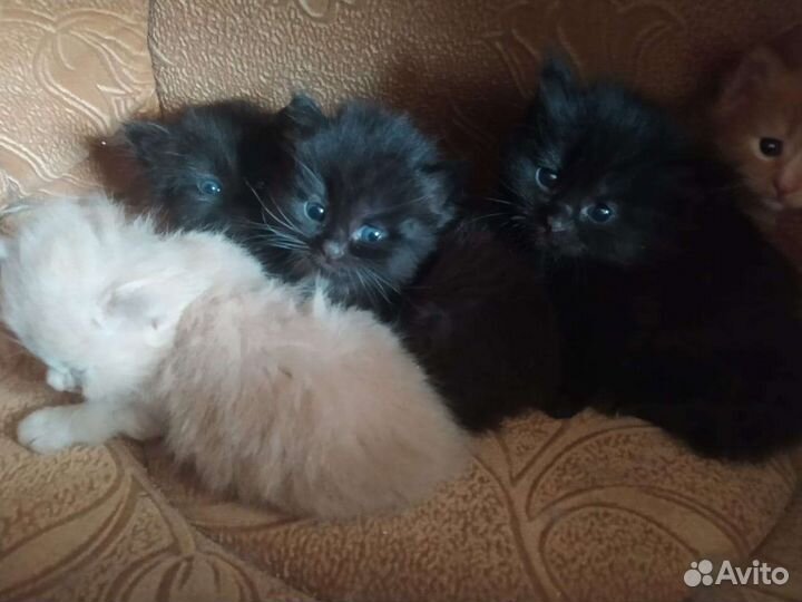 Красивые котята, добрые руки