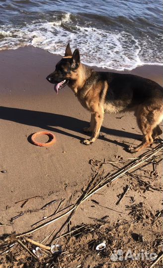 Передержка собак Зоогостиница,дрессировка