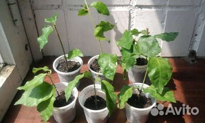 Саженцы жасмина