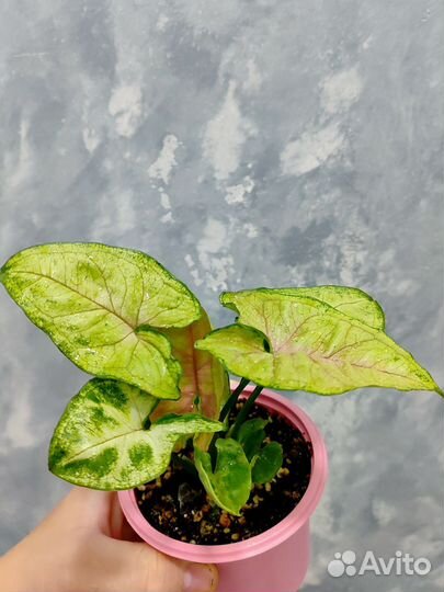 Сингониумы