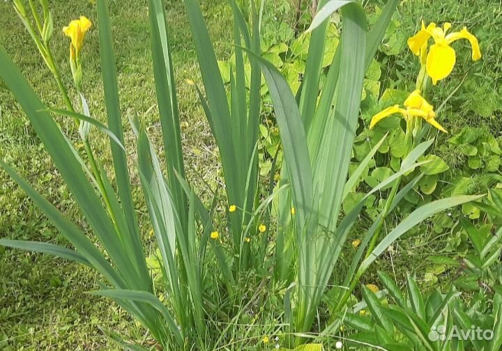 Ирис водный