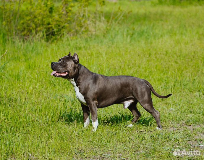 Вязка амстафф