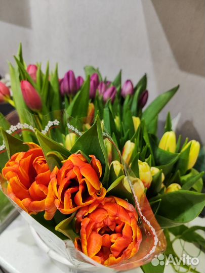 Продам тюльпаны
