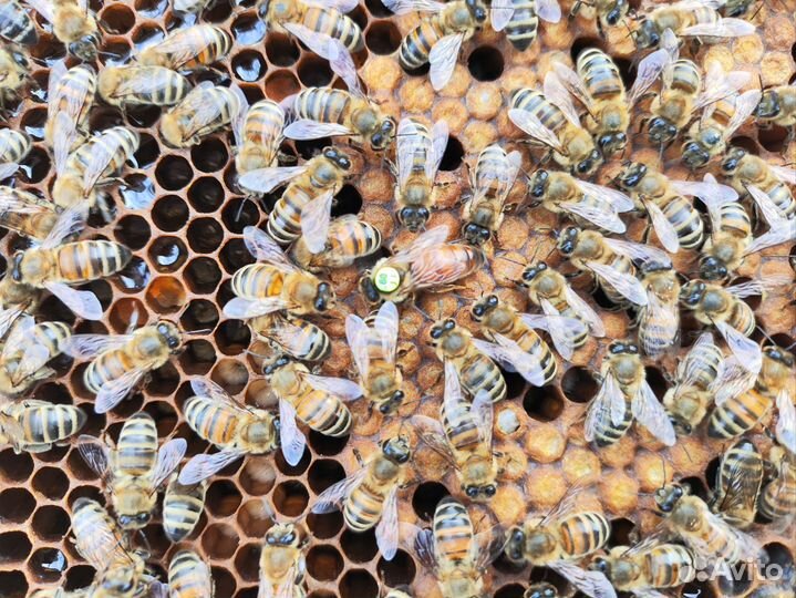 Пчеломатки Buckfast