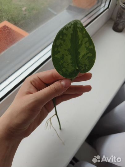 Сциндапсус пиктус экзотика