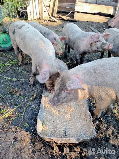 Поросята ландрас