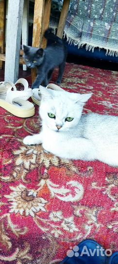 Британская серебристая шиншилла