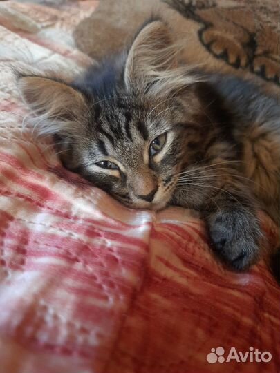 Котёнок в добрые руки бесплатно