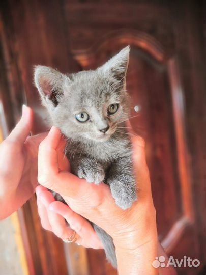 Кошки,потомки вислоухой британки
