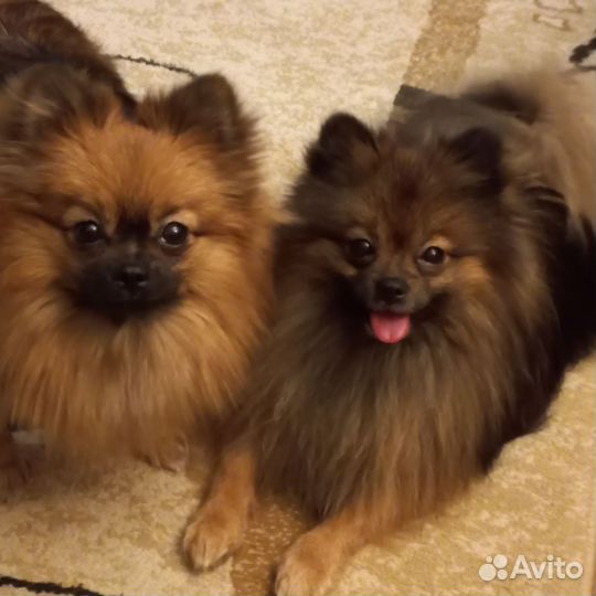 Щенки шпица