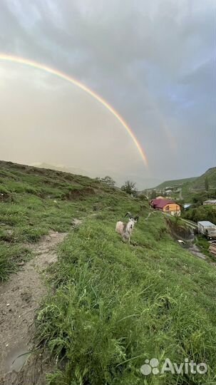 Тур козлатур