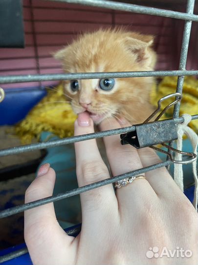 Отдам котёночка даром