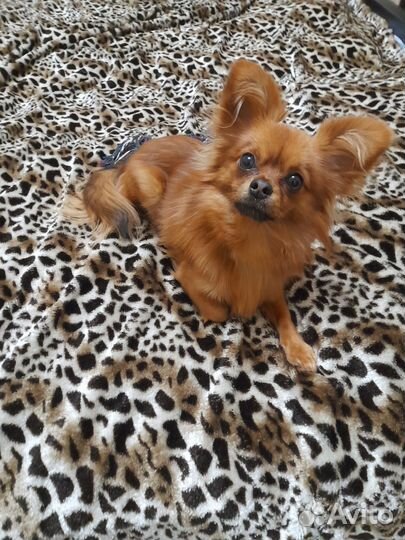 Вязка чихуахуа