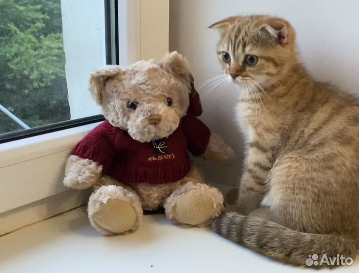 Вислоухий котёнок тигровый окрас мальчик