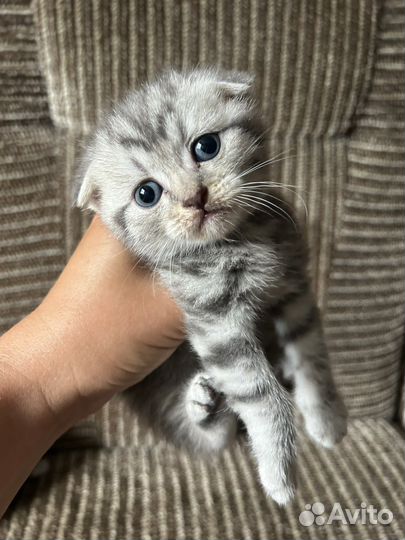 Шотландские котята 
