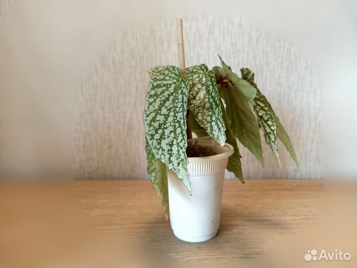 Бегония White ice