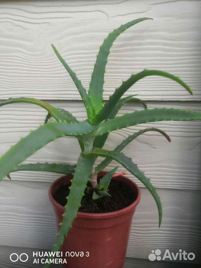 Алоэ (алое) древовидное лекарственный