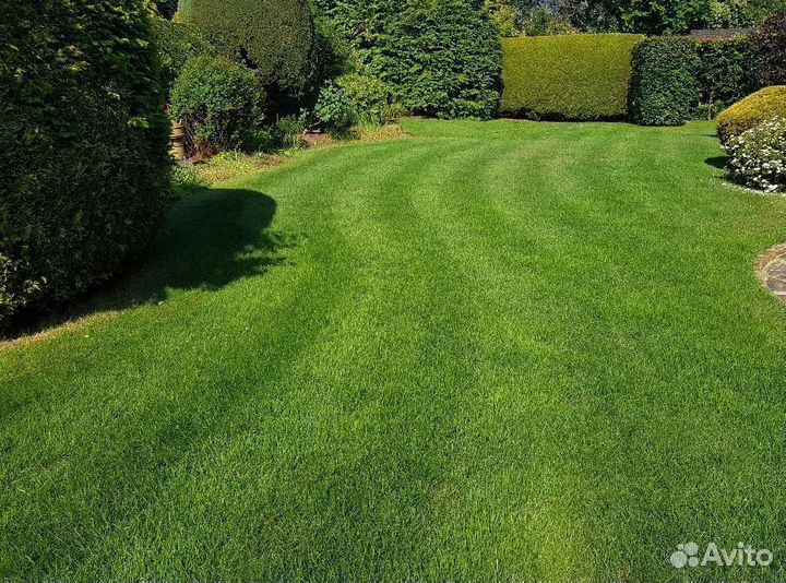 Газонная трава спортивная