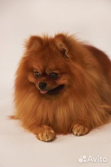 Шпиц на фотоссесию