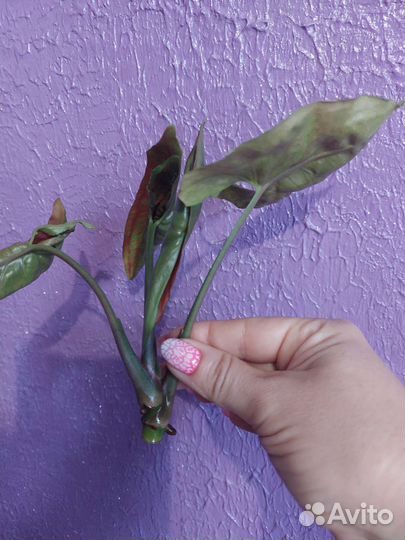 Сингониум клубничный лед