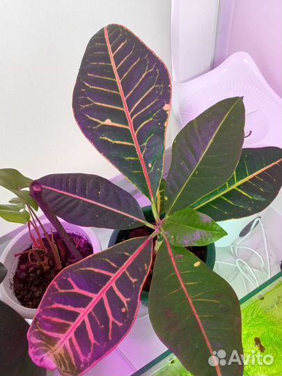 Комнатные цветы